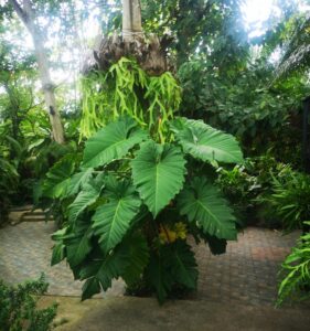 Black Forest Walking trails 4