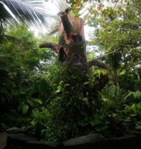 Black Forest Walking trails 5